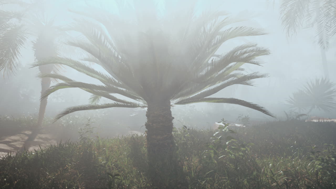 camino de bosque tropical con niebla