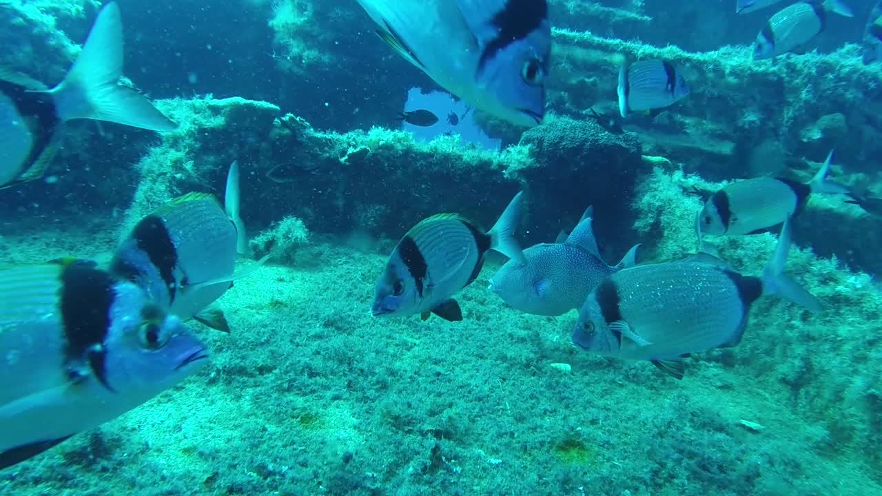 White Sea Bream fish swim in front of a sunken ship, this is the Zenobia shipwreck.