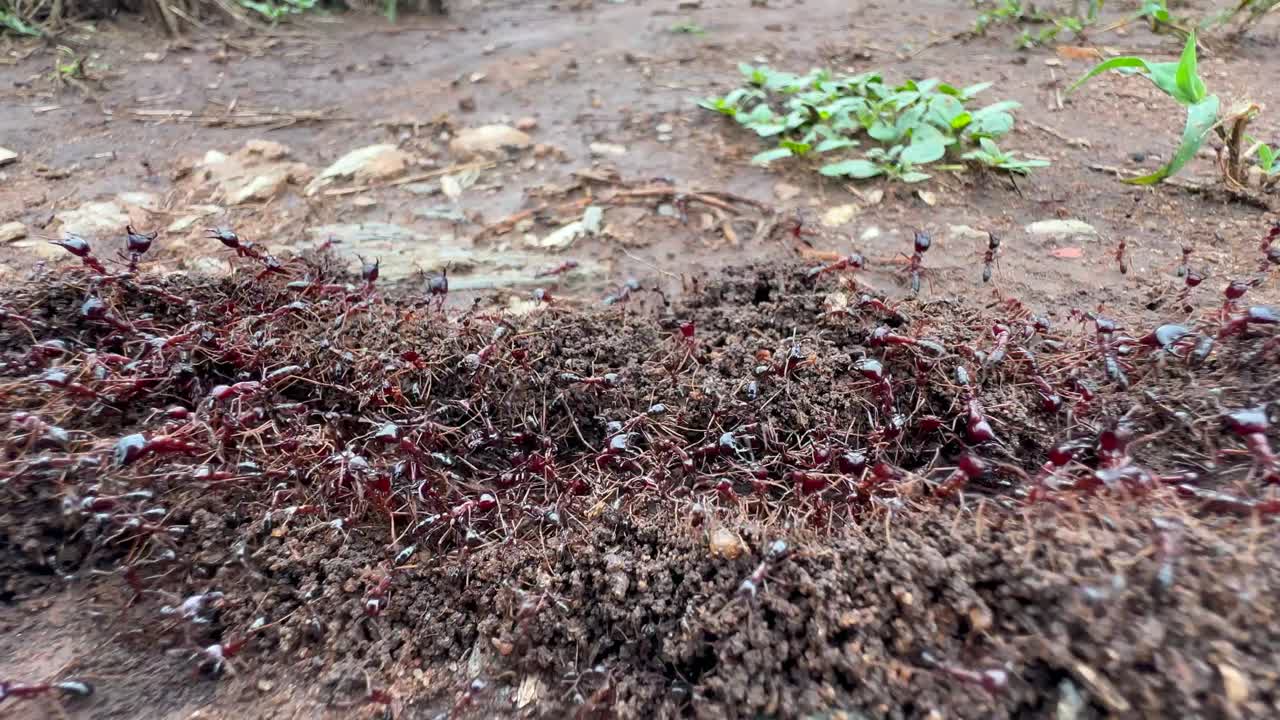 탄자니아의 세렌게티 국립공원에서 개미가 길을 확보하는 클로즈업 입니다.