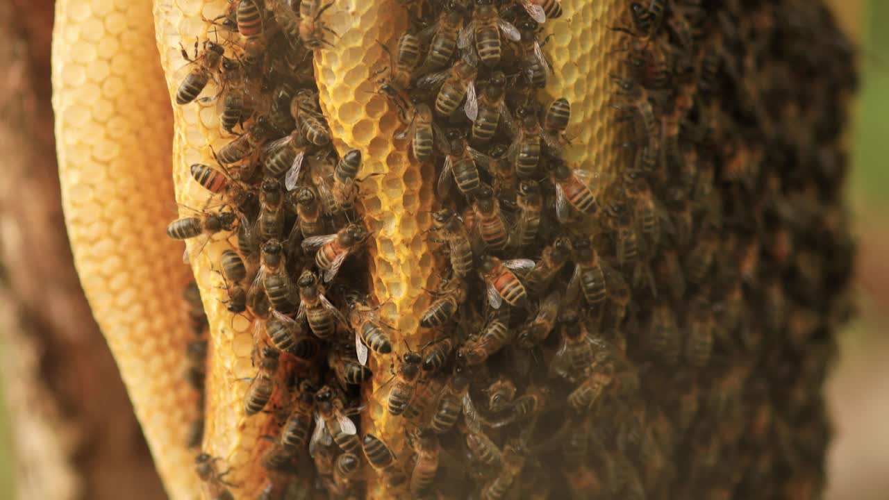 inclinación de cierre que revela todo el panal colgando de una rama con una colonia de apis mellifera carnica salvaje o abejas melíferas occidentales con especímenes que van y vienen de la colmena densamente poblada