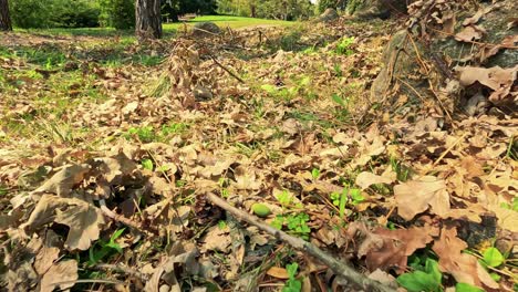 pigeon exploring leaves under trees in turin park