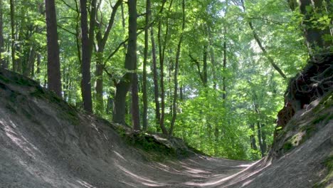 Hohe-Grüne-Bäume-Im-Wald,-Ein-Pfad-Im-Wald-Zwischen-Den-Bäumen