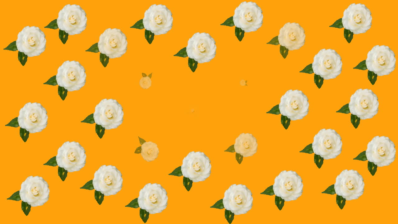 animación de múltiples rosas rosadas, amarillas y blancas que se mueven sobre un fondo naranja