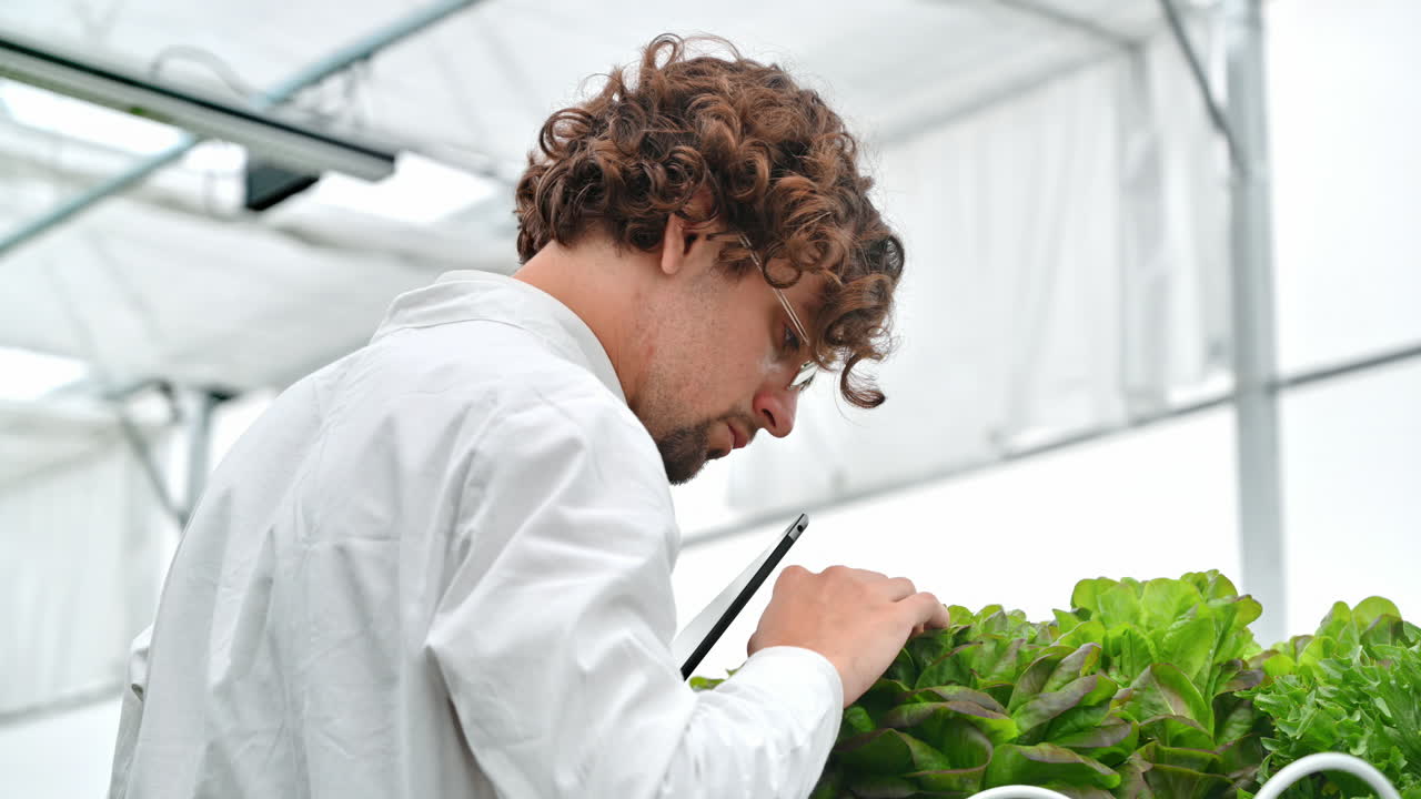 Laboratory technician in a white coat, holding a tablet while analysing plants grown with the Hydroponic method in a greenhouse