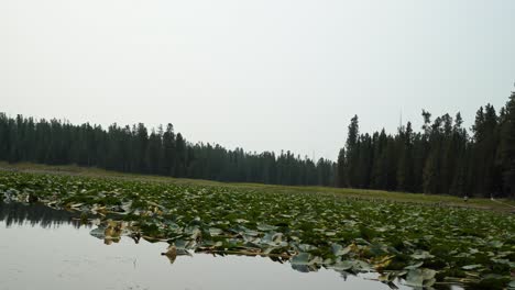 Paisaje-Natural-Tiro-Inclinado-Hacia-Arriba-Del-Tranquilo-Estanque-De-Garzas-Hasta-Una-Caminata-En-El-Parque-Nacional-Grand-Teton-Cerca-De-Colter-Bay