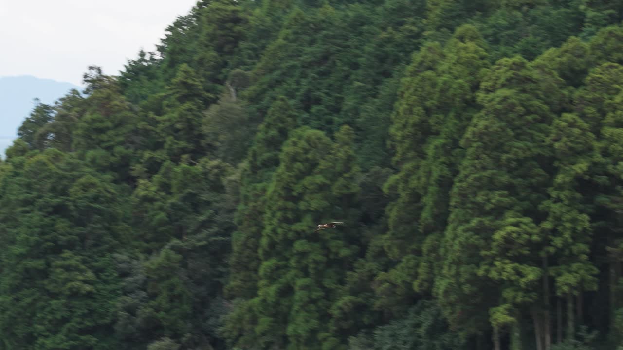 Tonbi Black Asian Kite Bird of Prey Flying in Mountains of Shiga, Japan
