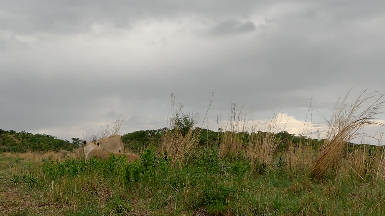 Vista dal basso di una coppia di leonesse a riposo in un'area erbosa in una riserva faunistica