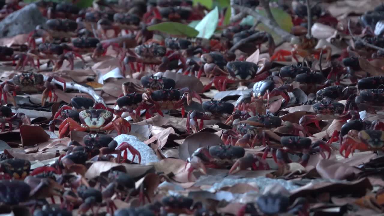 cientos de cangrejos de tierra caminan por una playa caribeña
