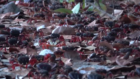 cientos de cangrejos de tierra caminan por una playa caribeña