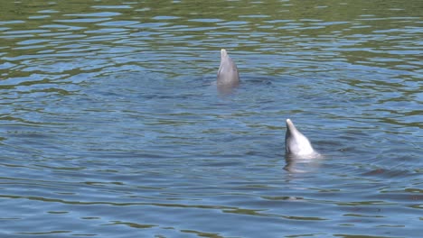 3-dolphines-swimming-in-the-ocean