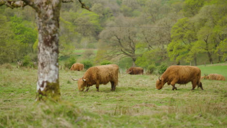 highland cows grazing in a lush green field in scotland on a cloudy day