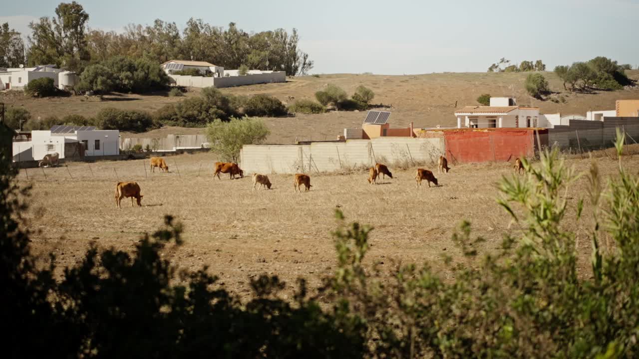 mucche che pascolano sul pascolo, paesaggio, visto da lontano