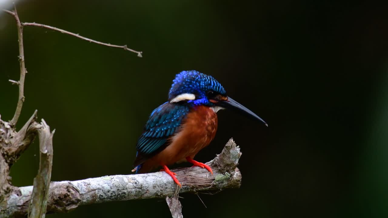el martín pescador de orejas azules es un pequeño martín pescador que se encuentra en tailandia y es buscado por los fotógrafos de aves debido a sus hermosas orejas azules, ya que también es un pájaro lindo para observar