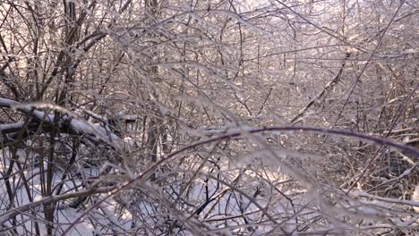 Un-Primer-Plano-De-Un-Enorme-Grupo-De-Ramas-De-árboles-Y-Arbustos-Cubiertos-Completamente-De-Hielo-Por-La-Lluvia-Congelada