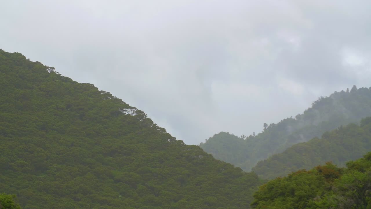 산악 삼림 지대