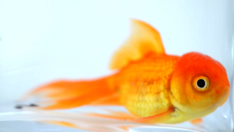 goldfish in aquarium