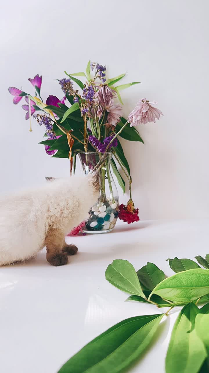 새끼 고양이와 꽃