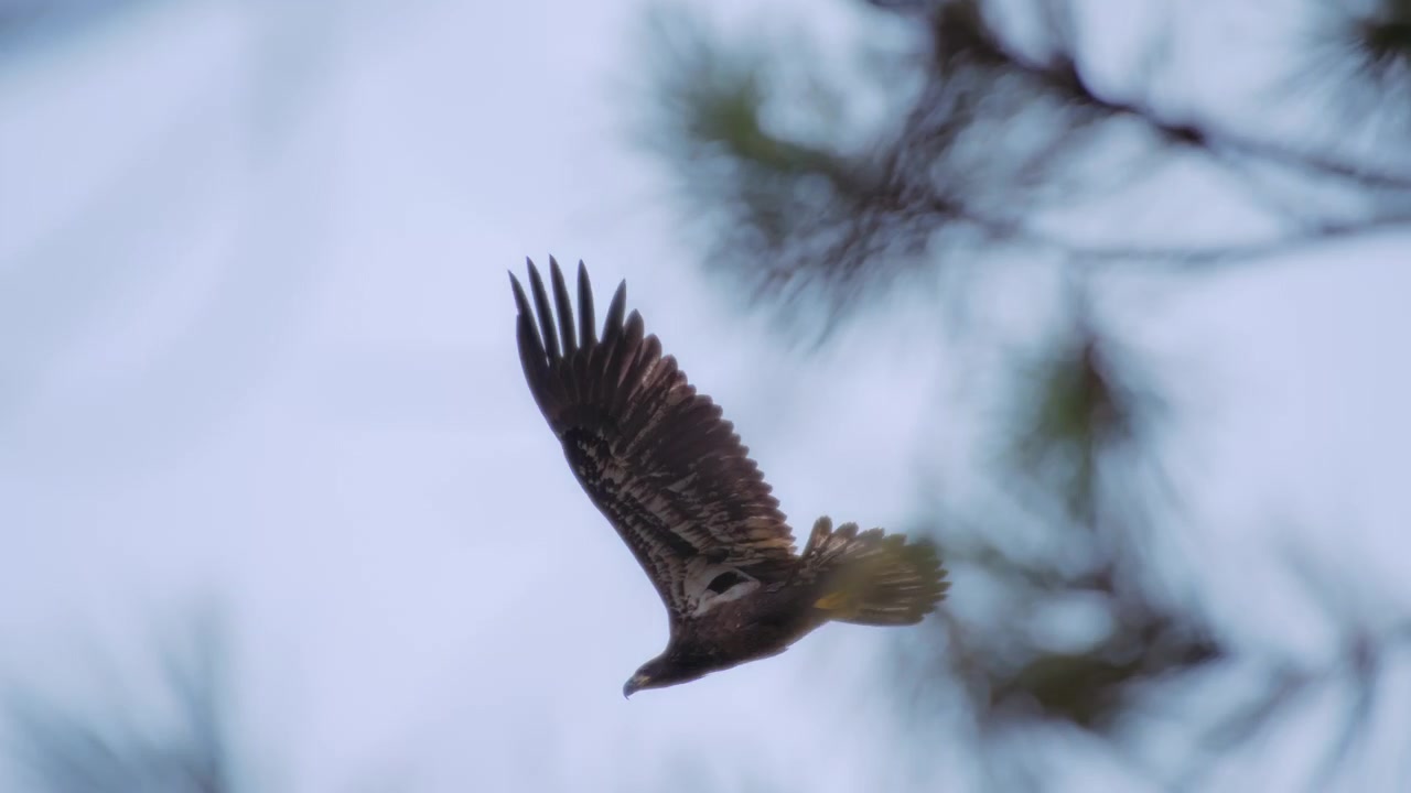Aquila reale che si allontana volando dal ramo di pino.
