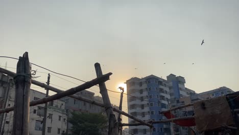 silueta de cuervo negro sobre un tallo de bambú contra la luz del sol, edificios de la ciudad como telón de fondo