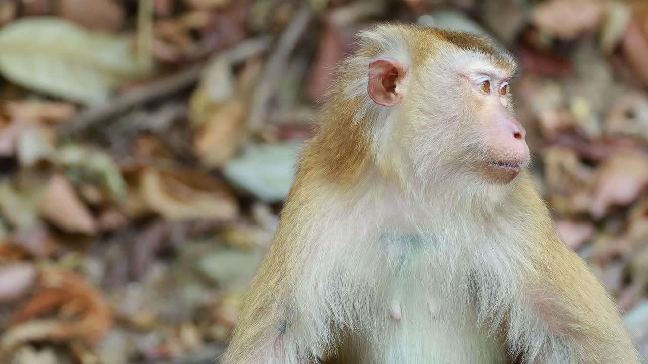 A Southern Pig-Tailed Macaque sits in a forest in Phuket, Thailand, attentively observing its surroundings with curious glances