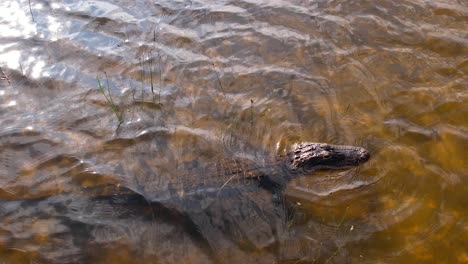 alligator waiting in windy river for prey slomo