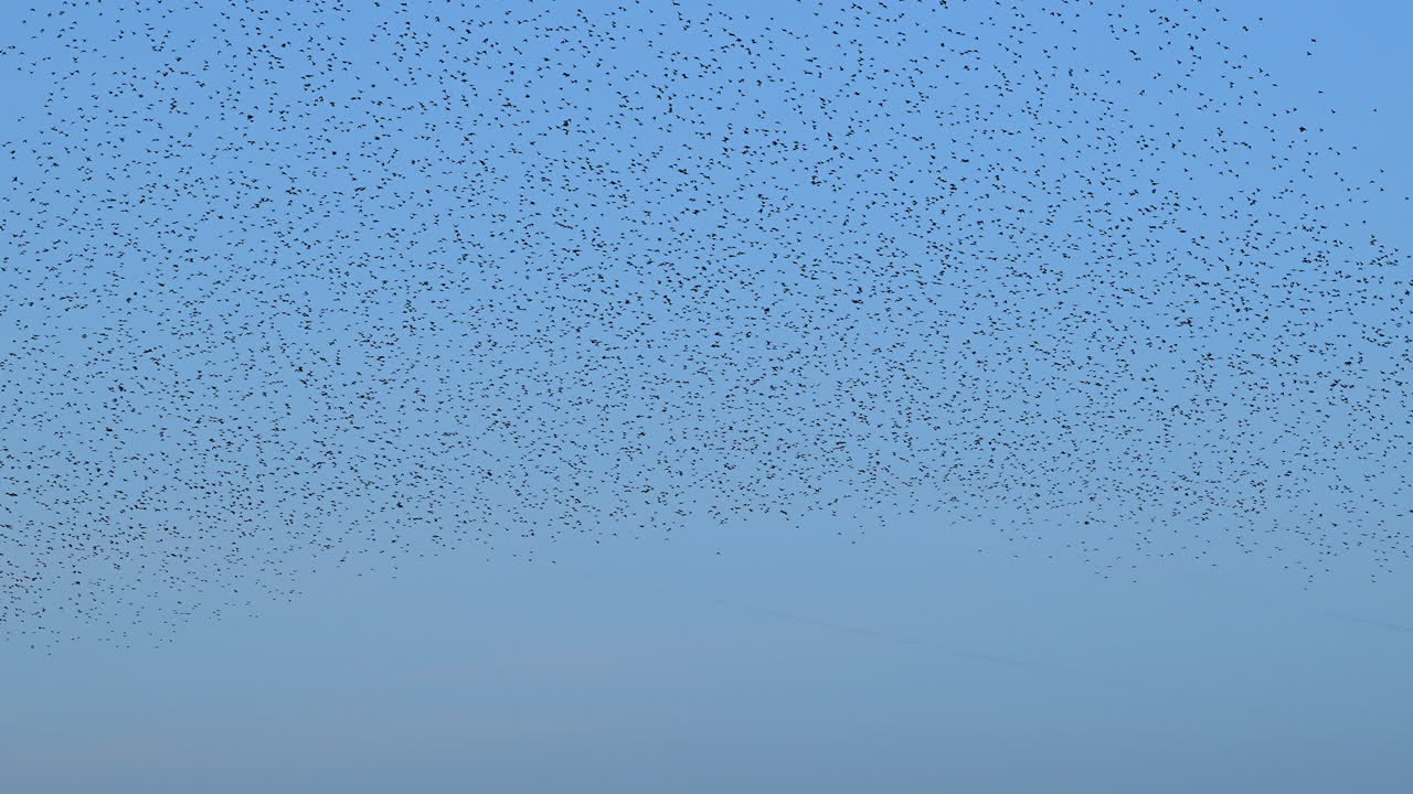 Starling birds murmuration in the sky during sunset at the end of a winter day. Huge groups of starlings (Sturnidae) in the sky that move in shape-shifting clouds before the night.