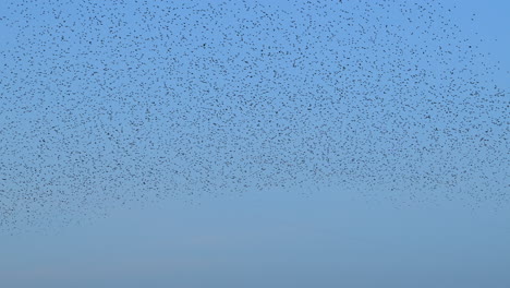 starling birds murmuration in the sky during sunset at the end of a winter day. huge groups of starlings (sturnidae) in the sky that move in shape-shifting clouds before the night.
