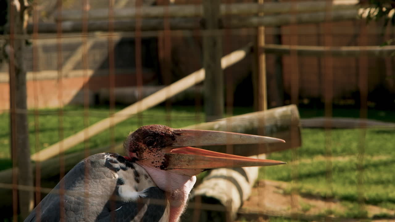 comportamiento curioso cuando la cigüeña marabú masiva se rasca la cabeza y bosteza