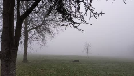 misty fog view of park with trees and crow and mysterious ghostly dark figure roaming around in background uk 4k