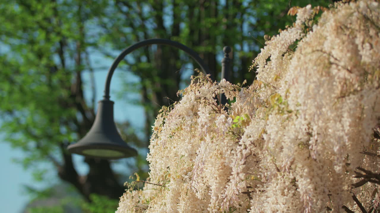 이탈리아 호수의 봄꽃