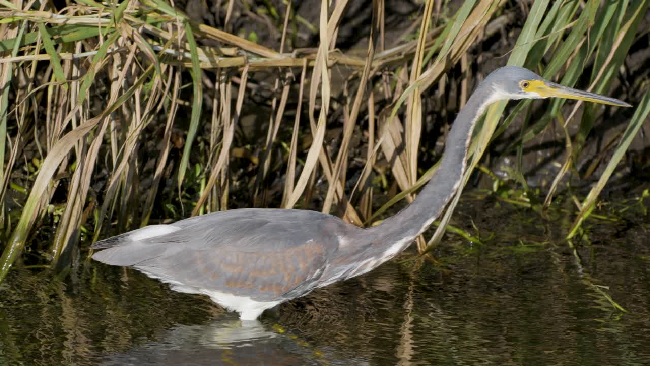 Tricolored Heron treading through water