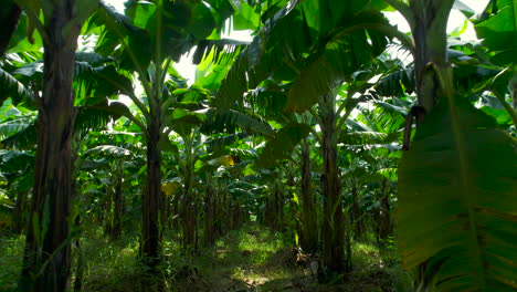 drohne in einer bananenfarm in nepal erschossen