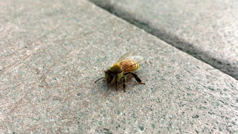 miel de abeja en el porche trasero