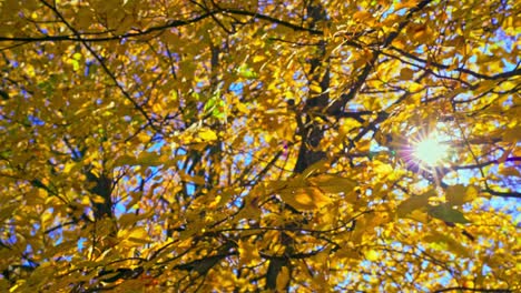 bright orange and yellow leaves from a new england maple tree dance gracefully in the wind, capturing the essence of autumn