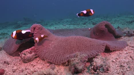 Saddleback-anemone-fishes-swimming-in-big-sea-anemone-on-sandy-flat-reef-with-dark-blue-ocean-in-the-background