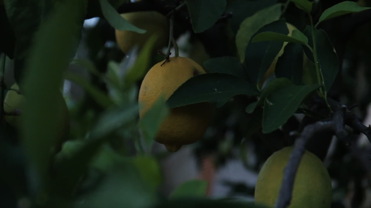 Lemons Hanging from Lemon Tree
