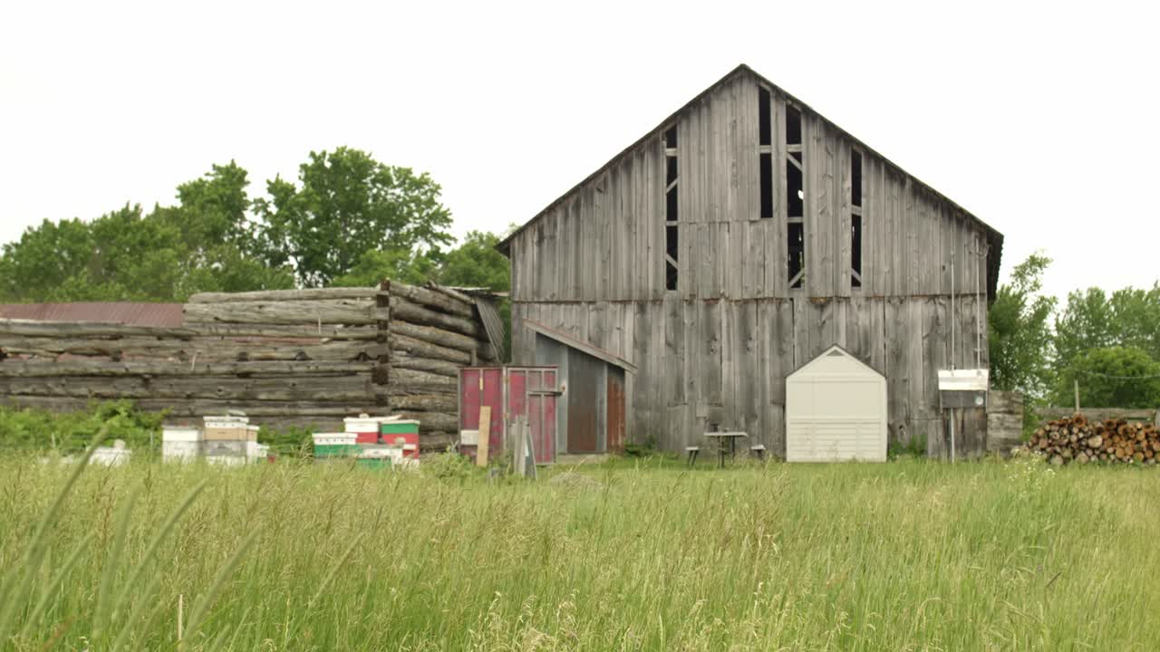 Colorful beehives on a old farm surrounded by tall grass moving in the wind