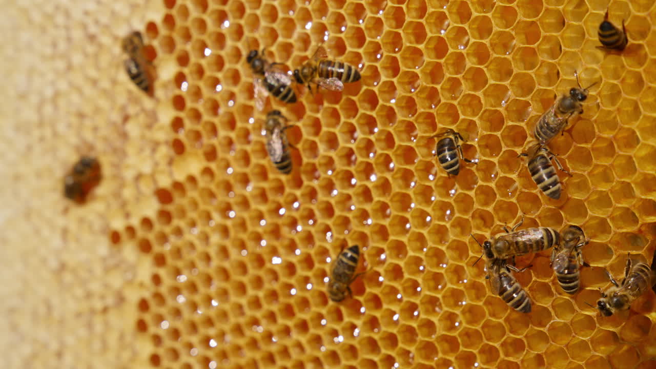 Some working bees crawling over the cells filled with honey. Busy insects creating healthy fresh honey in honeycombs. Close up. Blurred backdrop.