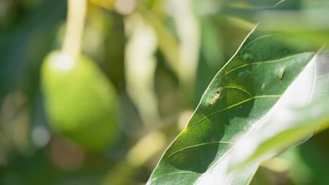 un montón de aguacates orgánicos colgando de un árbol tropical verde a la luz del sol