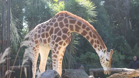 giraffe eating in a zoo enclosure