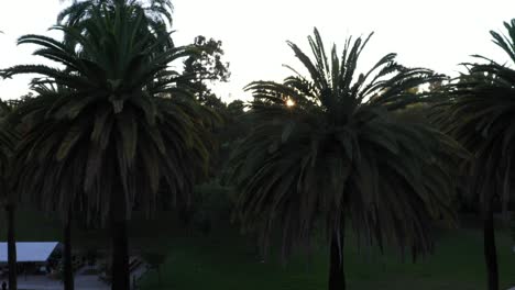 drone shot of multiple palm trees panning up during golden sunset hour with sun flare and clear blue skies in los angeles, california park picnic area