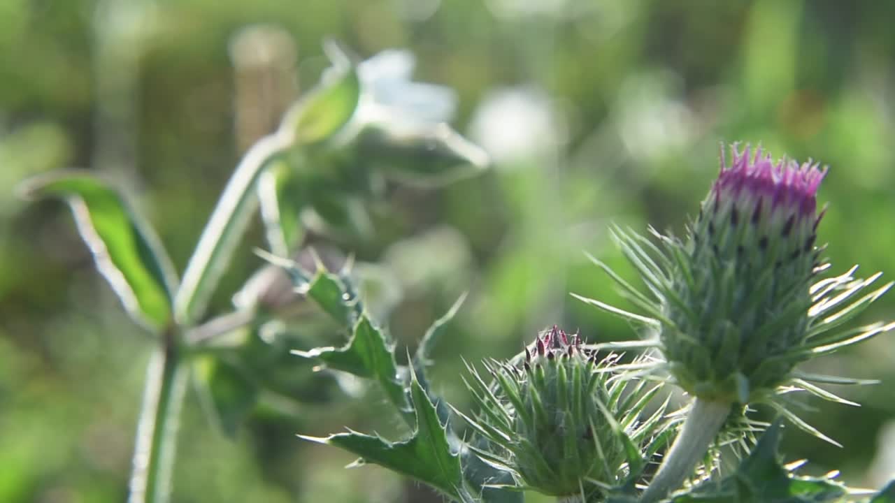Static macro shot of thistle that has not yet bloomed in foreground with blurred background