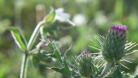 Statische-Makroaufnahme-Einer-Noch-Nicht-Blühenden-Distel-Im-Vordergrund-Mit-Unscharfem-Hintergrund