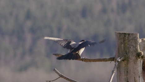 Nebelkrähe-Landet-Auf-Einem-Ast-In-Schweden,-Zeitlupe