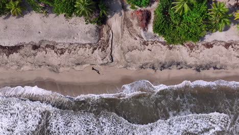 top view caribbean beach waves jungle palm trees