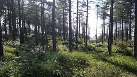 sunny newborough forest dense woodland foliage on the idyllic welsh coast of anglesey