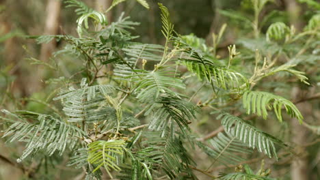 Nahaufnahme-Eines-Einheimischen-Australischen-Schwarzen-Flechtbaums,-Der-Im-Wind-Weht