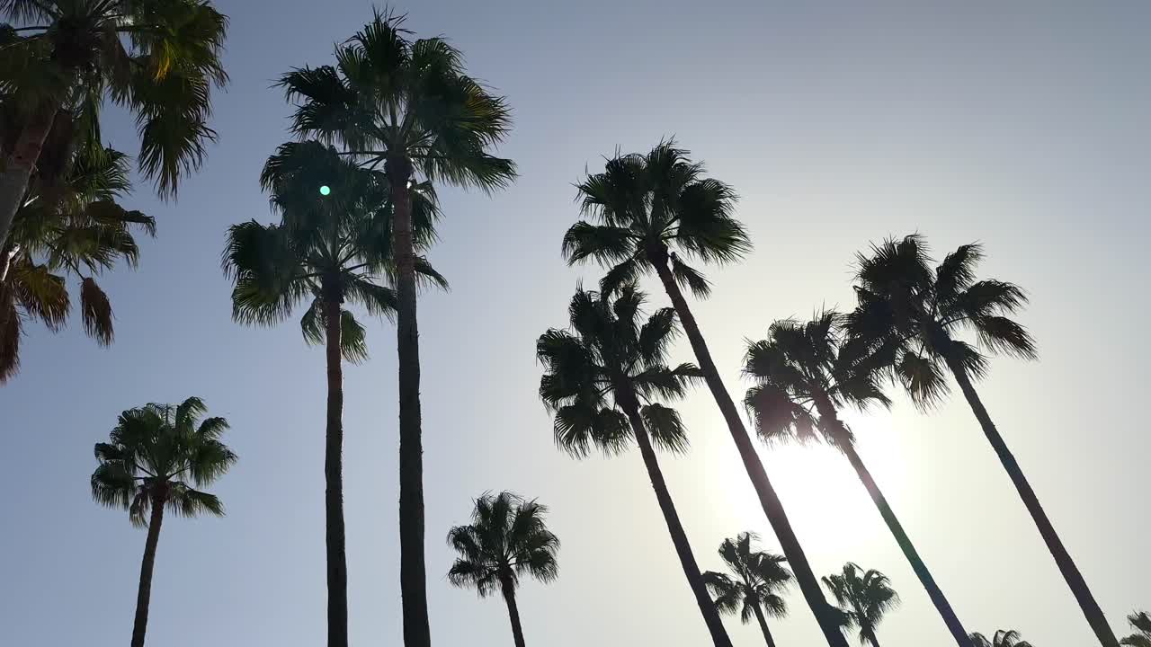 Palm trees silhouetted against sun and blue sky