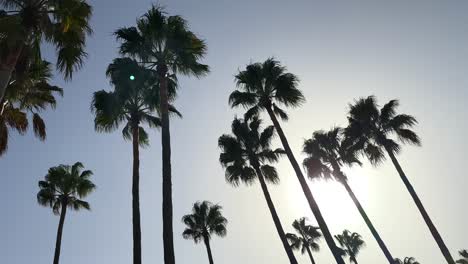 palm trees silhouetted against sun and blue sky