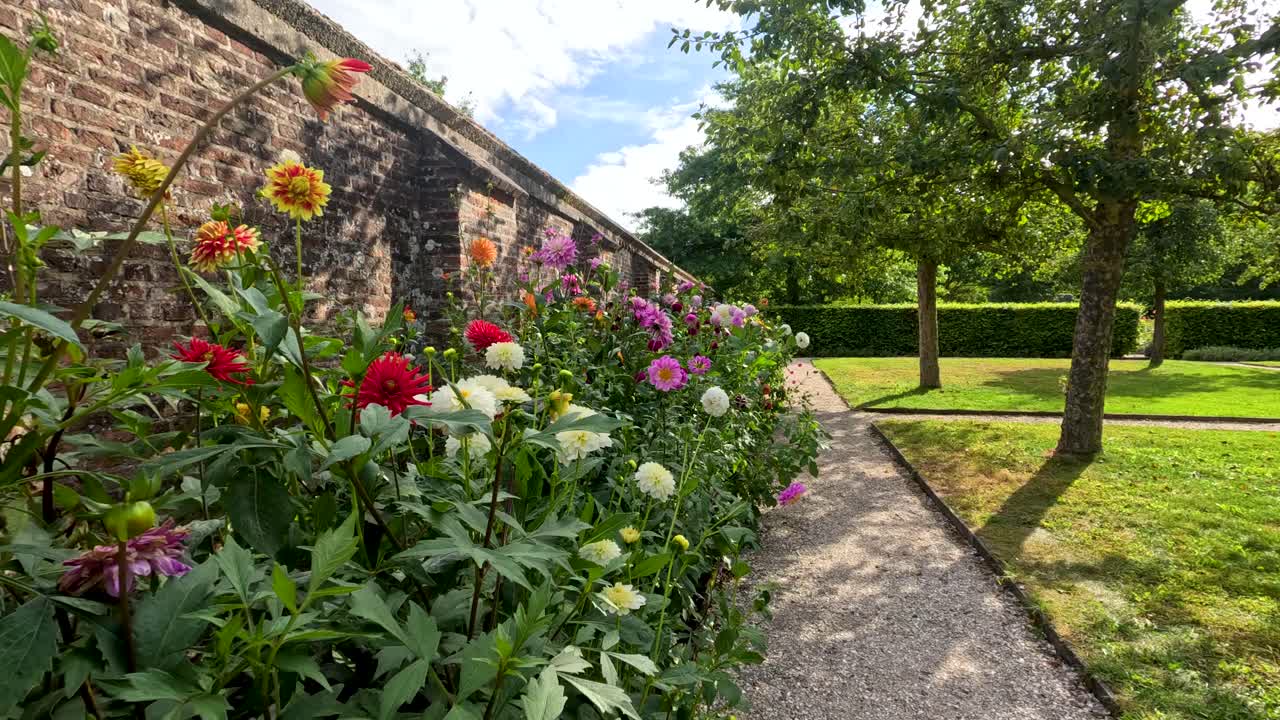 Camera glides along a garden path beside vibrant dahlia flowers under bright natural daylight